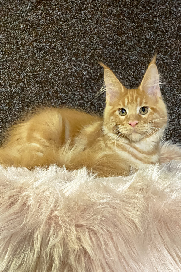 Illarion | Maine Coon Kitten