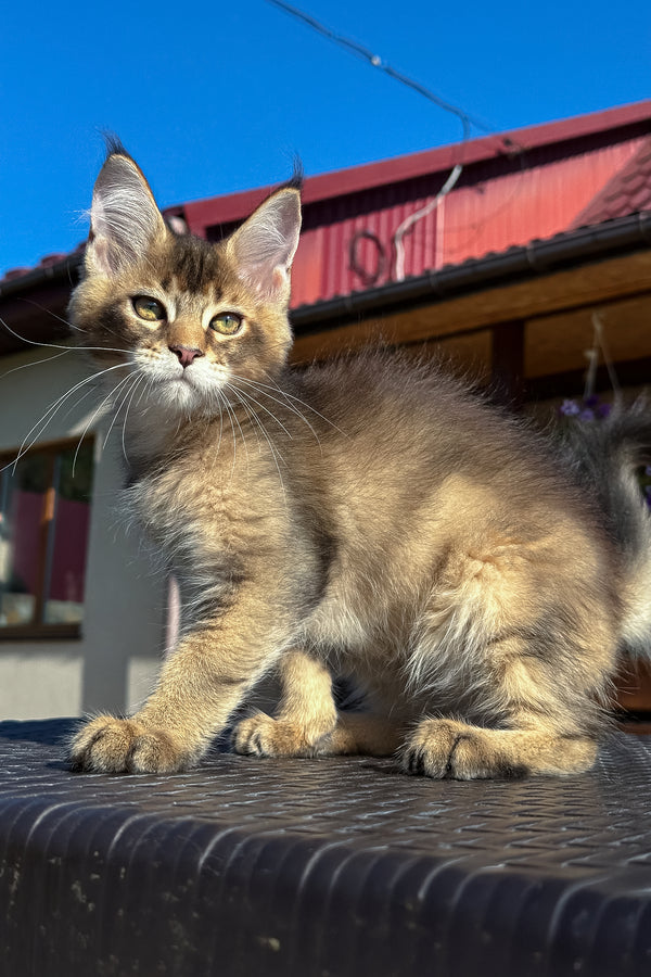 Imagine Dragon | Golden Maine Coon Kitten