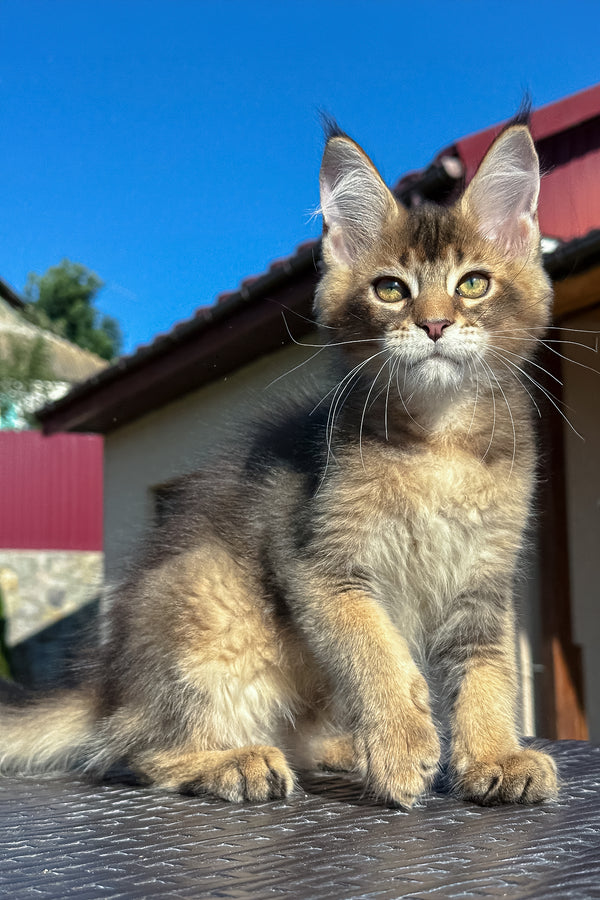 Imagine Dragon | Golden Maine Coon Kitten