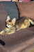 Imagine Dragon | Golden Maine Coon Kitten