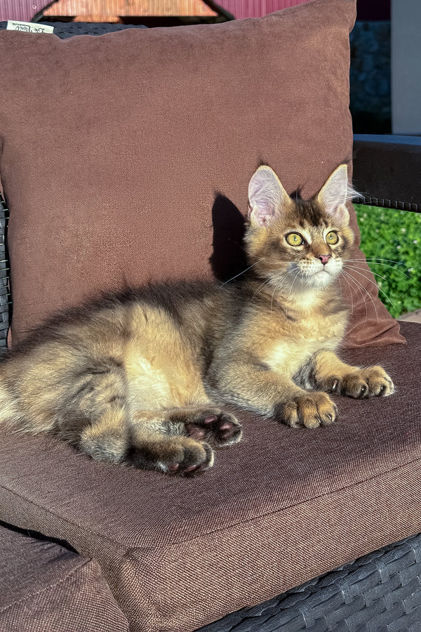 Imagine Dragon | Golden Maine Coon Kitten