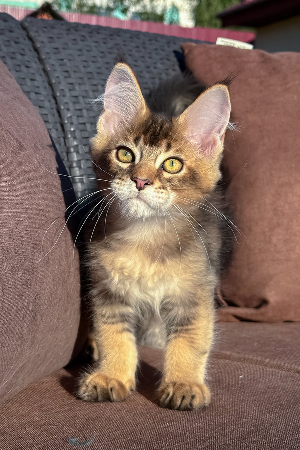 Imagine Dragon | Golden Maine Coon Kitten