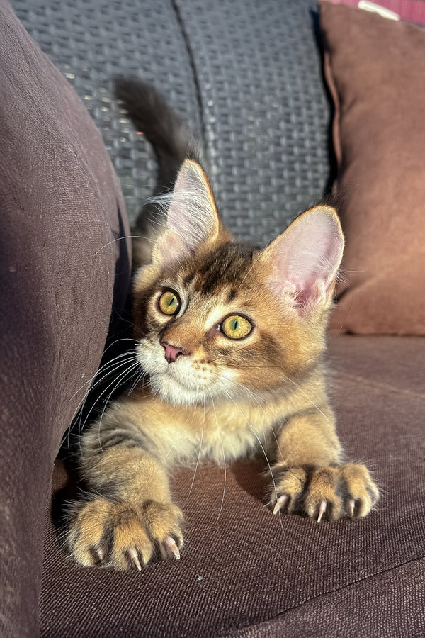 Imagine Dragon | Golden Maine Coon Kitten