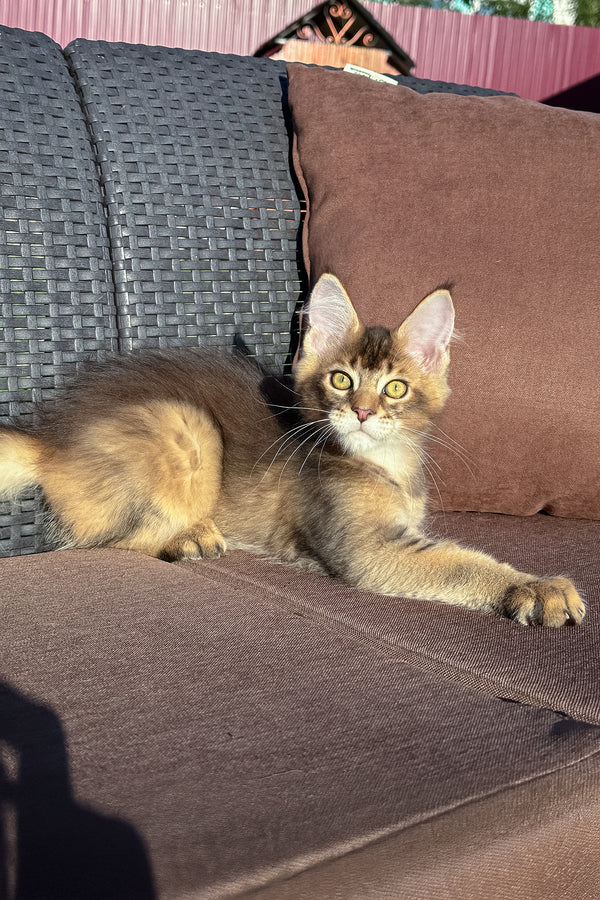 Imagine Dragon | Golden Maine Coon Kitten