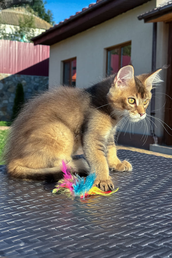 Imagine Dragon | Golden Maine Coon Kitten