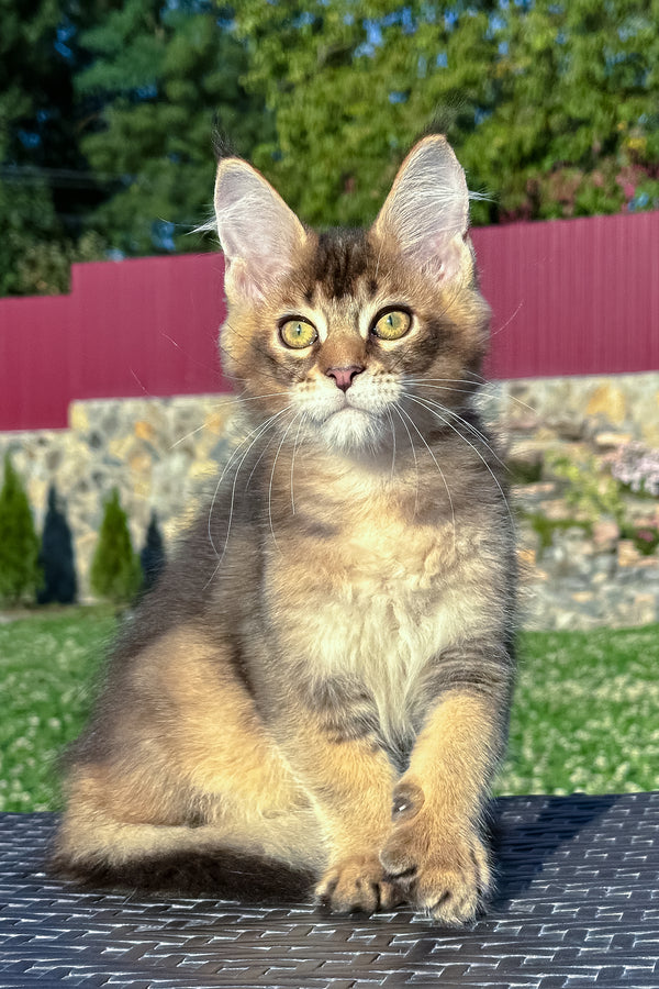 Imagine Dragon | Golden Maine Coon Kitten