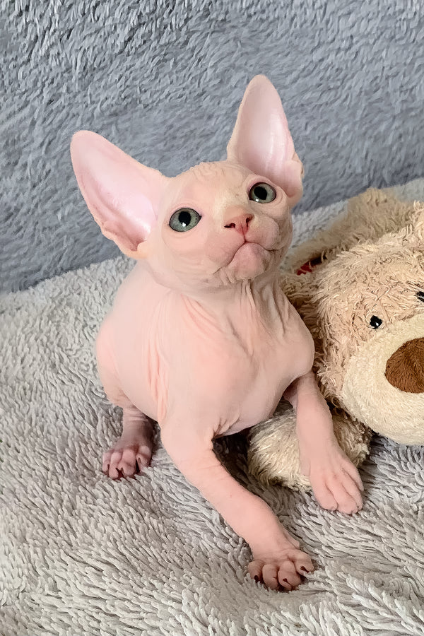 Imhotep | Canadian Sphynx Kitten