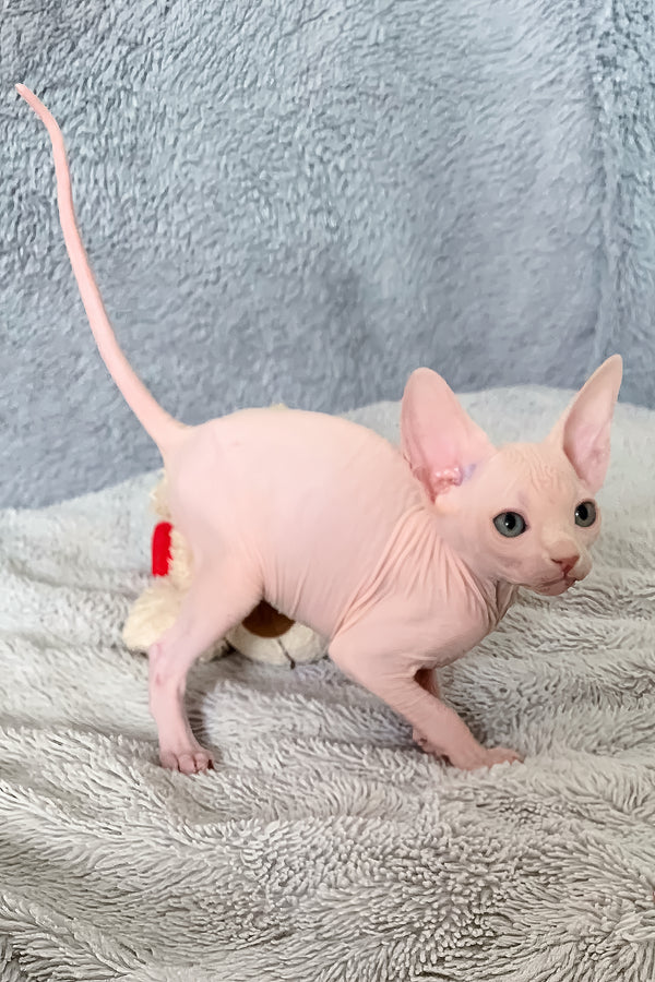 Imhotep | Canadian Sphynx Kitten