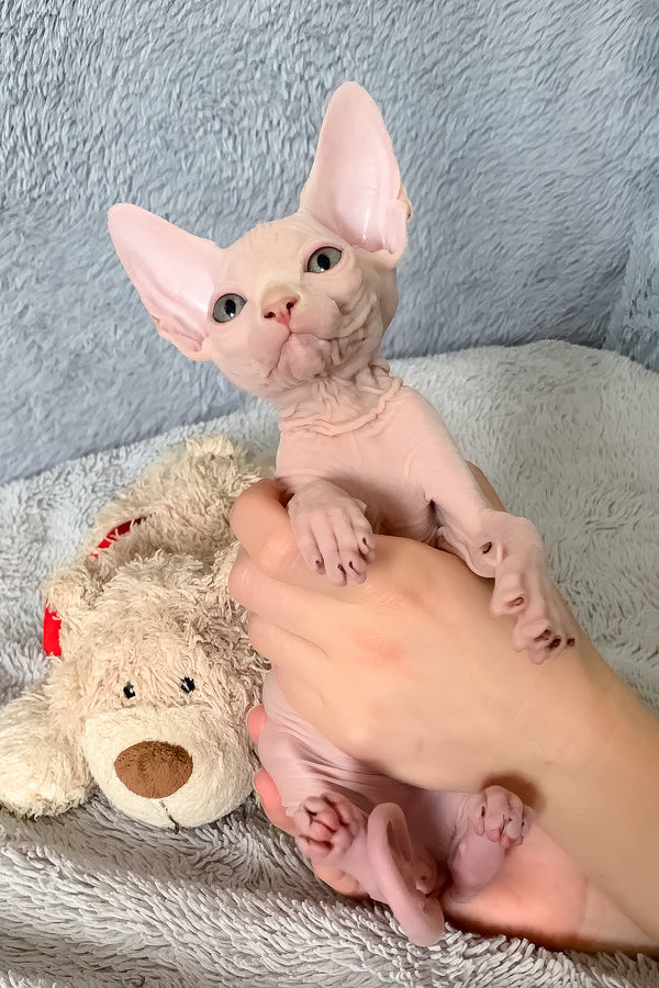 Imhotep | Canadian Sphynx Kitten