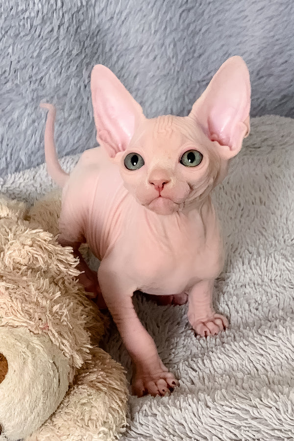 Imhotep | Canadian Sphynx Kitten