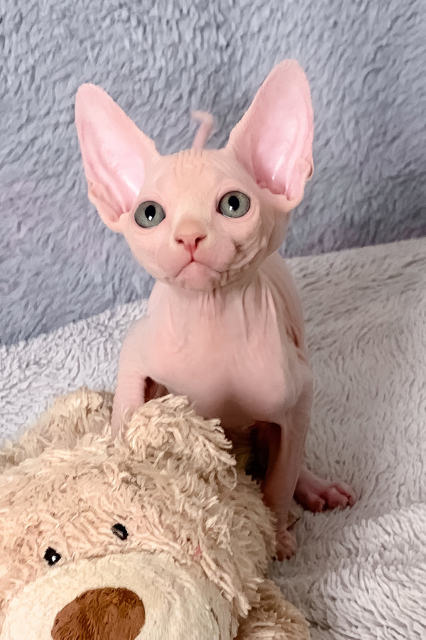 Imhotep | Canadian Sphynx Kitten