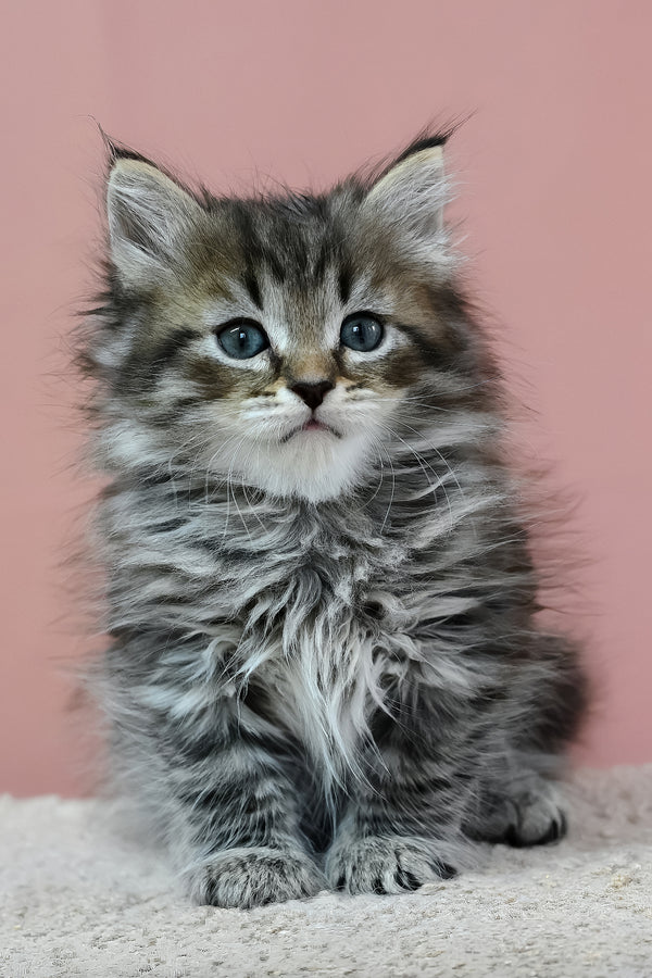Imir | Siberian Kitten