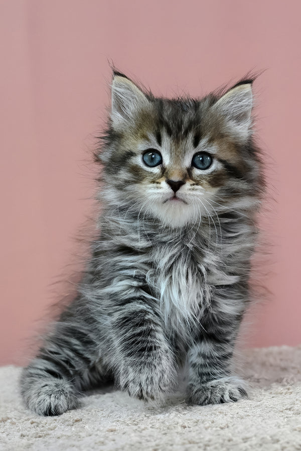 Imir | Siberian Kitten