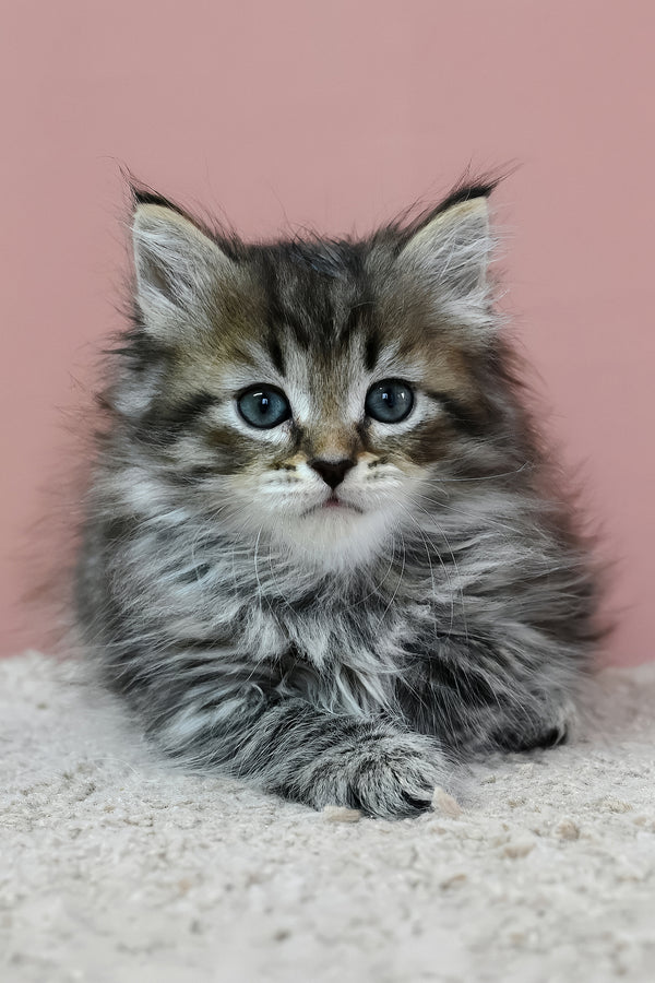 Imir | Siberian Kitten