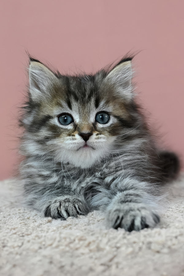 Imir | Siberian Kitten