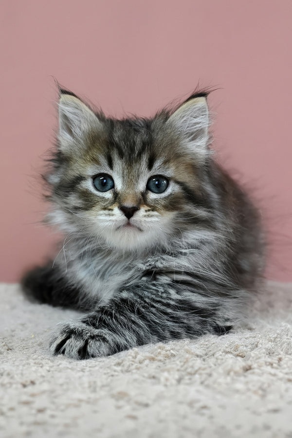 Imir | Siberian Kitten