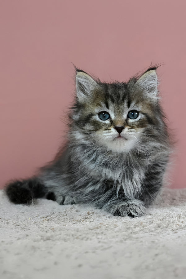 Imir | Siberian Kitten
