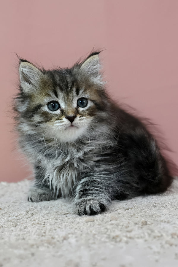 Imir | Siberian Kitten