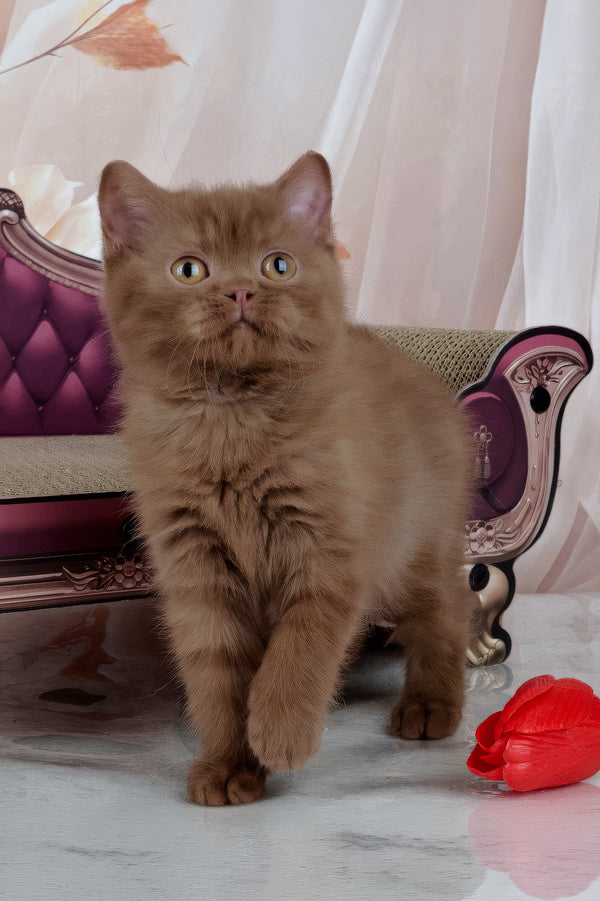Imir | British Shorthair Kitten