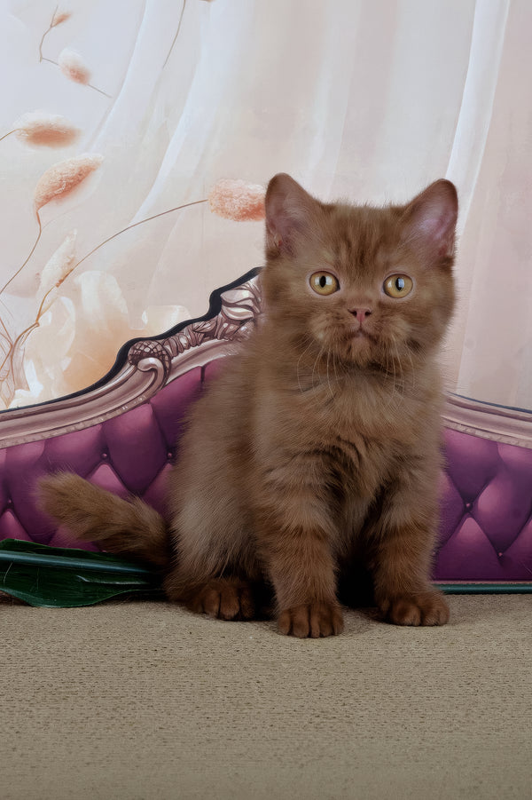 Imir | British Shorthair Kitten