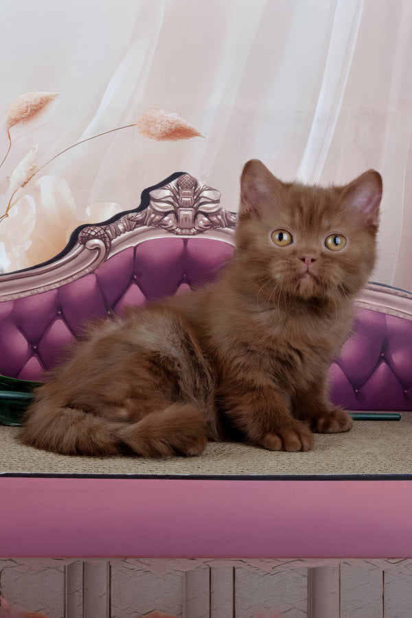 Imir | British Shorthair Kitten