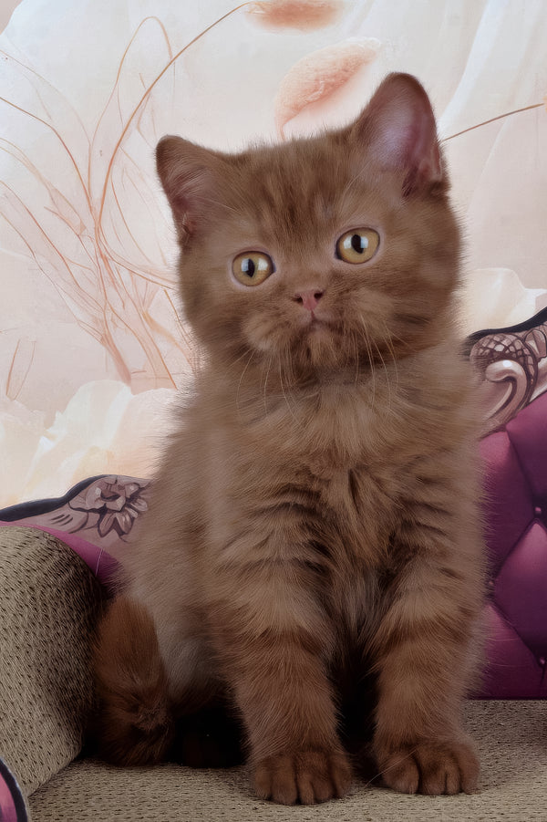 Imir | British Shorthair Kitten