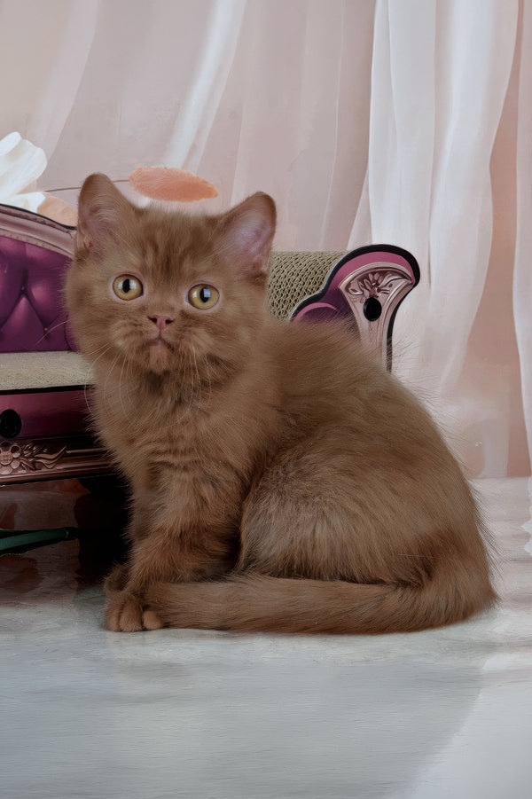 Imir | British Shorthair Kitten