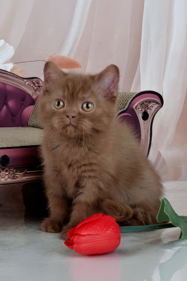 Imir | British Shorthair Kitten