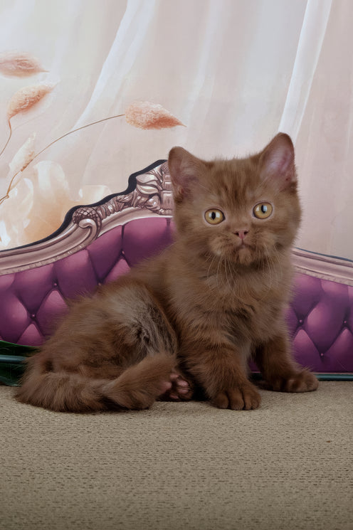 Imir | British Shorthair Kitten