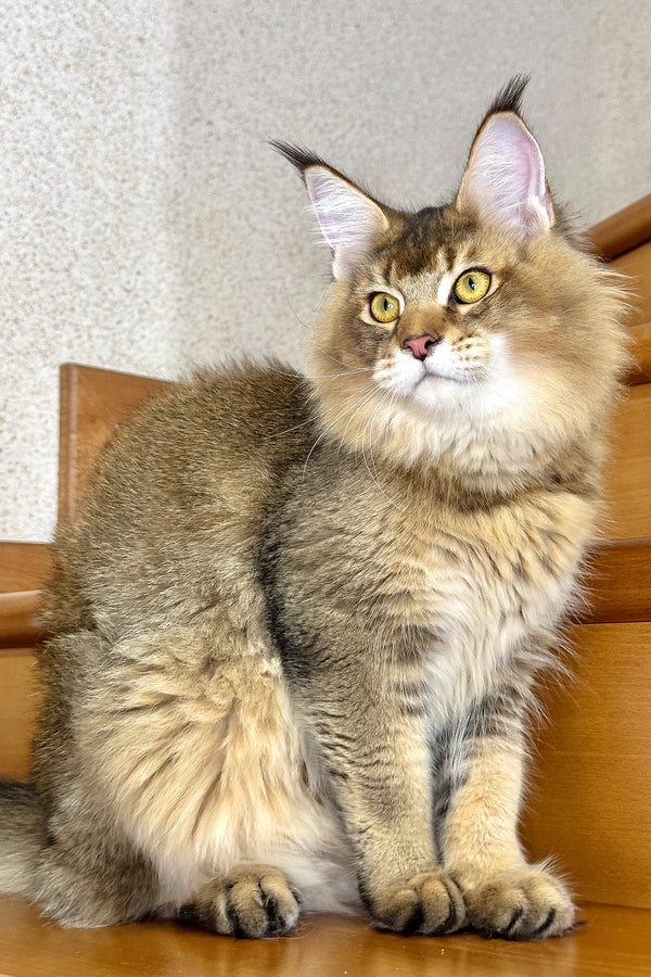 Imperial | Golden Maine Coon Kitten