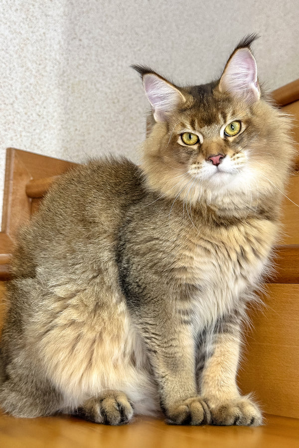 Imperial | Golden Maine Coon Kitten