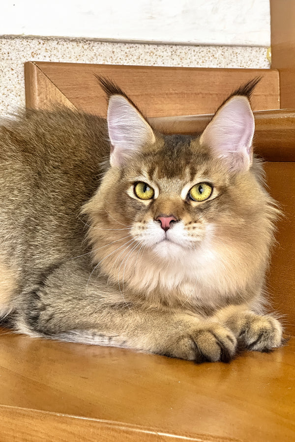 Imperial | Golden Maine Coon Kitten