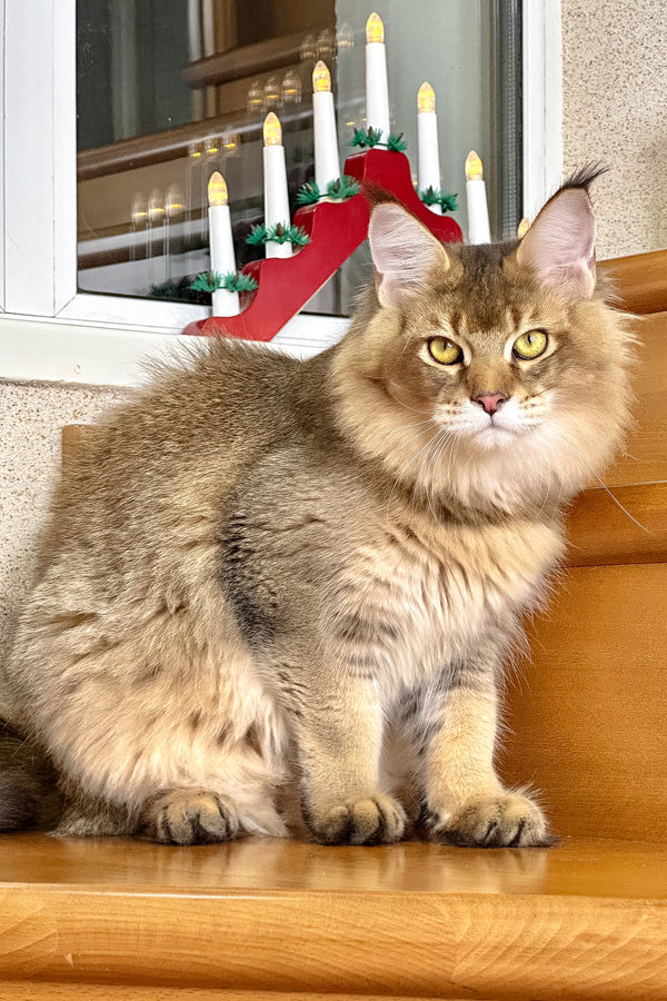 Imperial | Golden Maine Coon Kitten