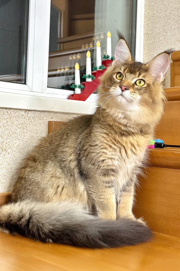 Imperial | Golden Maine Coon Kitten