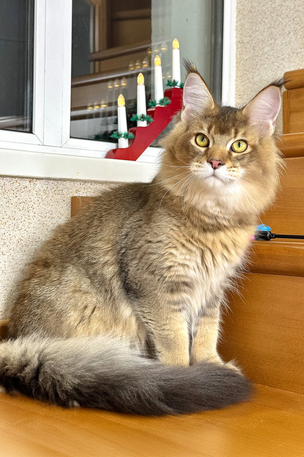 Imperial | Golden Maine Coon Kitten