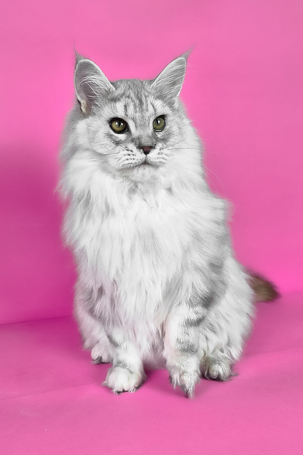 Indi | Maine Coon Kitten