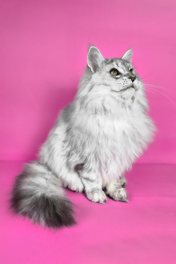 Indi | Maine Coon Kitten