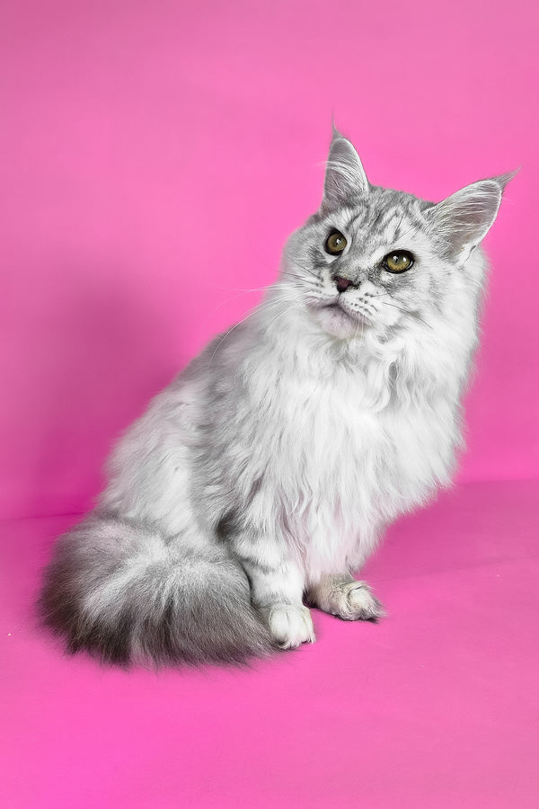 Indi | Maine Coon Kitten
