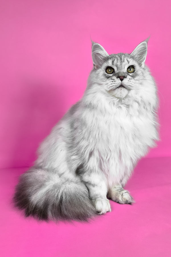 Indi | Maine Coon Kitten