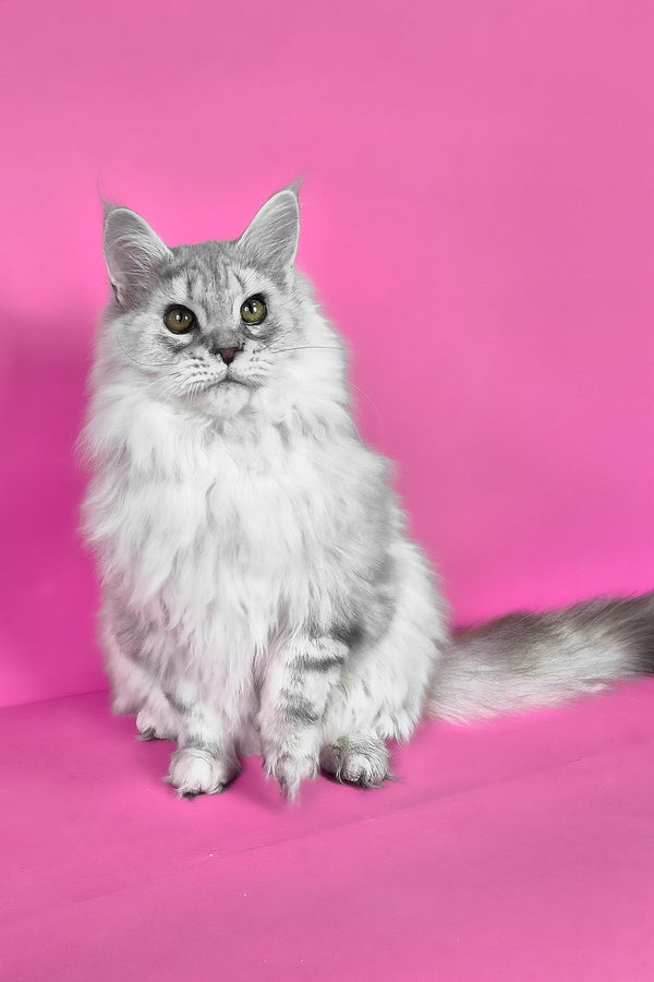 Indi | Maine Coon Kitten