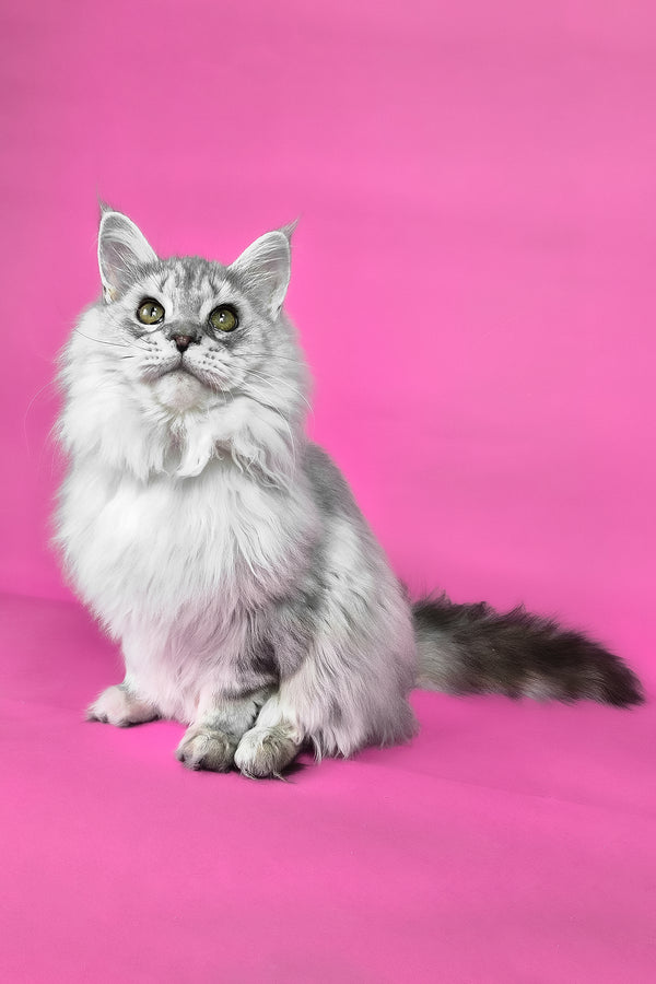 Indi | Maine Coon Kitten