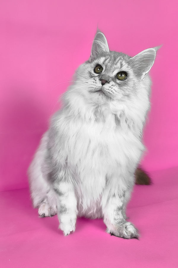 Indi | Maine Coon Kitten