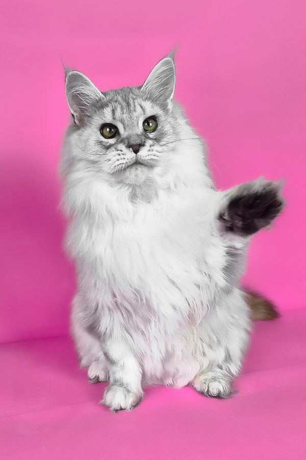 Indi | Maine Coon Kitten