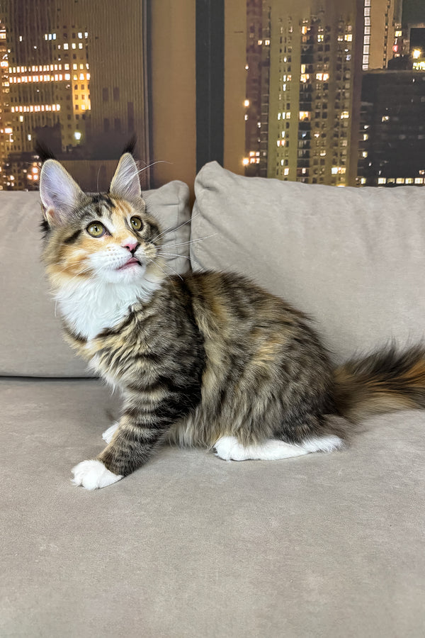 Indiana | Maine Coon Kitten
