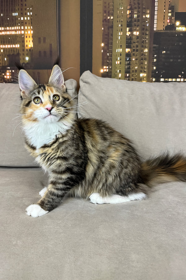 Indiana | Maine Coon Kitten