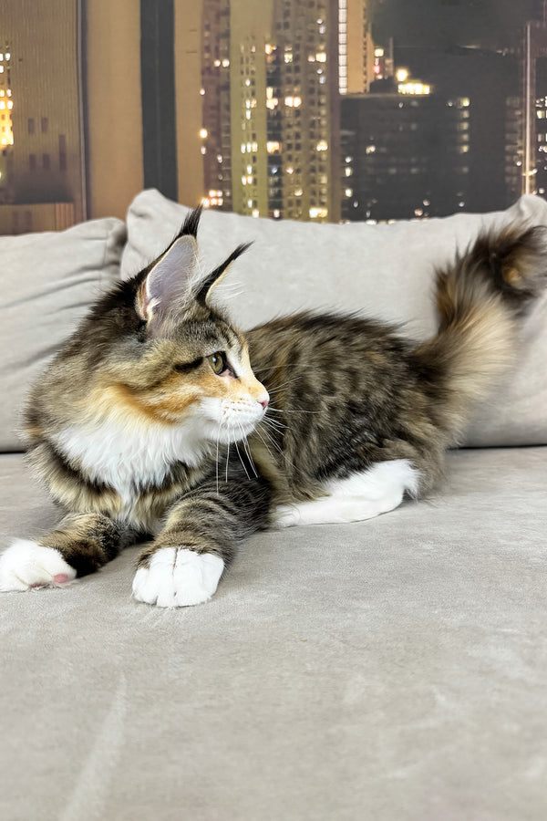 Indiana | Maine Coon Kitten