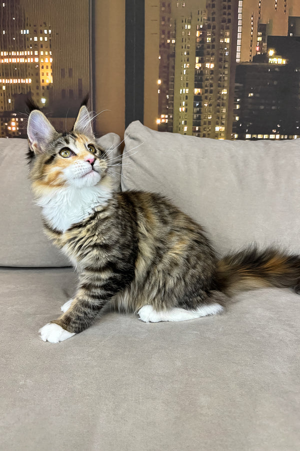 Indiana | Maine Coon Kitten
