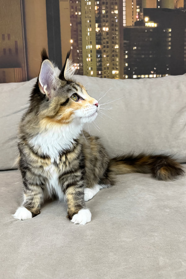 Indiana | Maine Coon Kitten