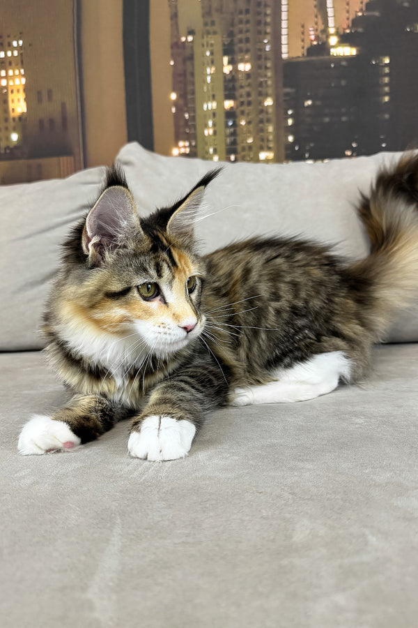 Indiana | Maine Coon Kitten