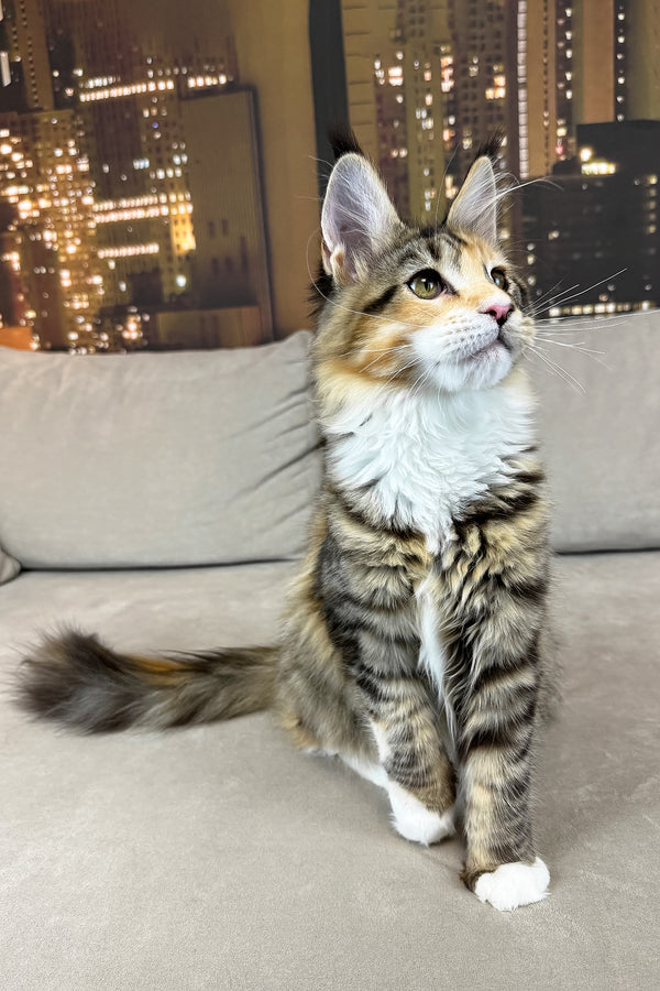 Indiana | Maine Coon Kitten